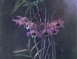 Henriette Wyeth Brazilian Orchids